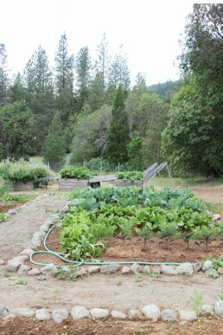 Kale, beets, and swiss chard growing in this garden.