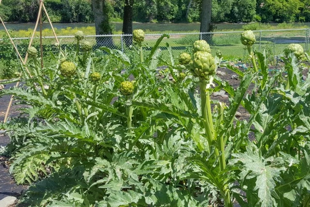 Artichokes were the focus of the garden this year.