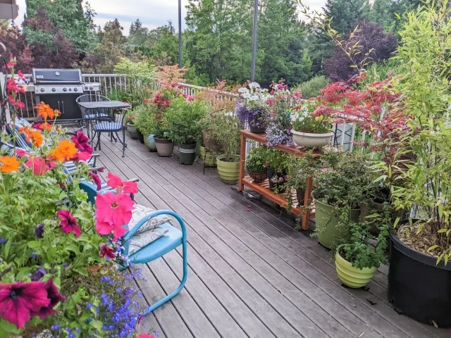 Potted plants in full bloom during summer.