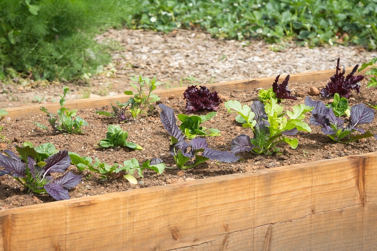 Lettuce and spinach in a raised planting box.
