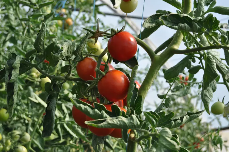 Ripe tomatos growing on a tomato plant.