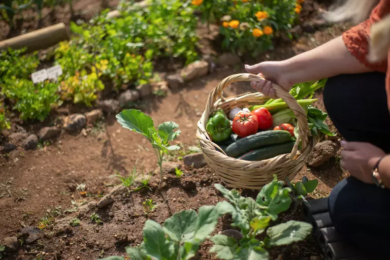 Gardener holding a basket of vegetables in her garden.