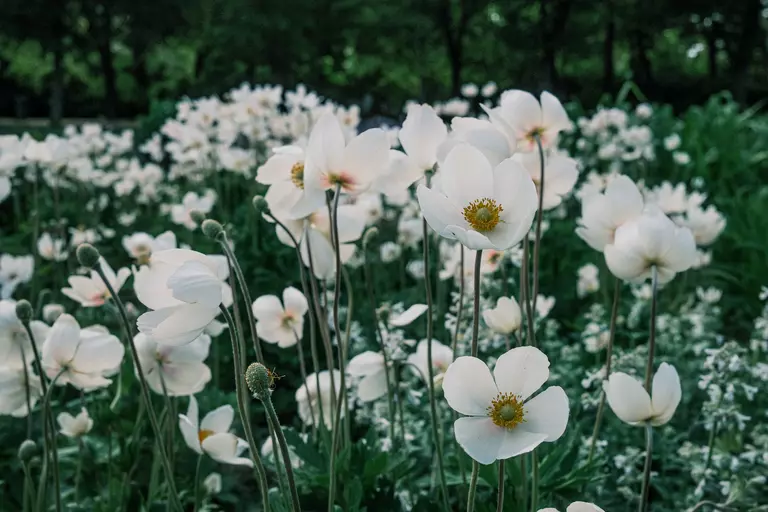 White poppies are a good choice for an evening garden.