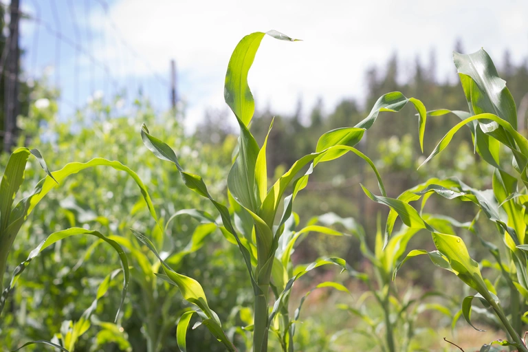 Corn can provide support for vining plants like beans.