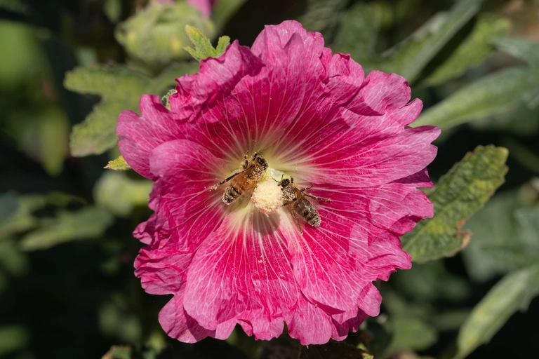 Hollyhock with two busy pollen-sharing bees.