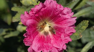 Hollyhock with two busy pollen-sharing bees.