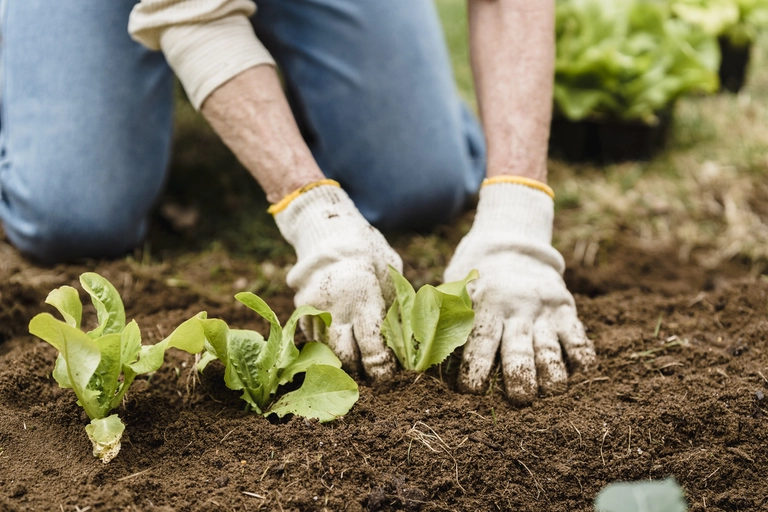 Gardener in gloves planting lettuce.