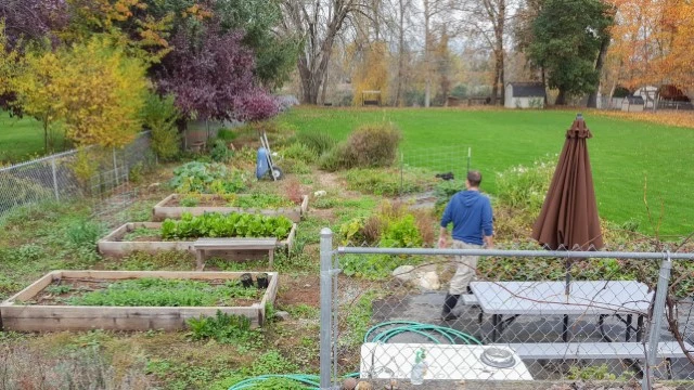 Kitchen garden with lettuce growing in a raised bed.