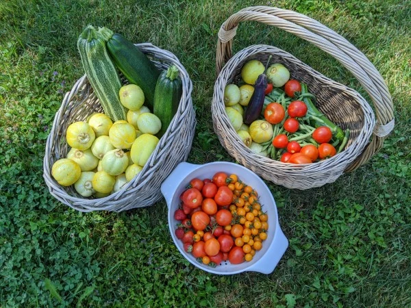 Our harvest, picked in the morning.