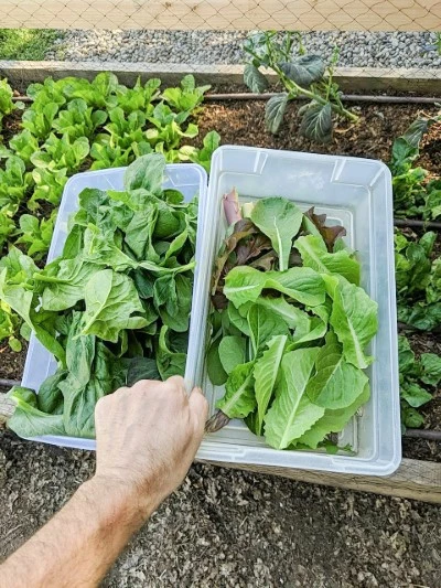 Harvesting lettuce and spinach.