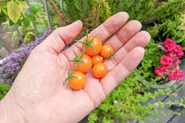 A handful of cherry tomatoes.