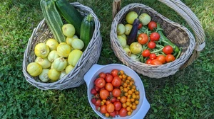 Our harvest, picked in the morning.