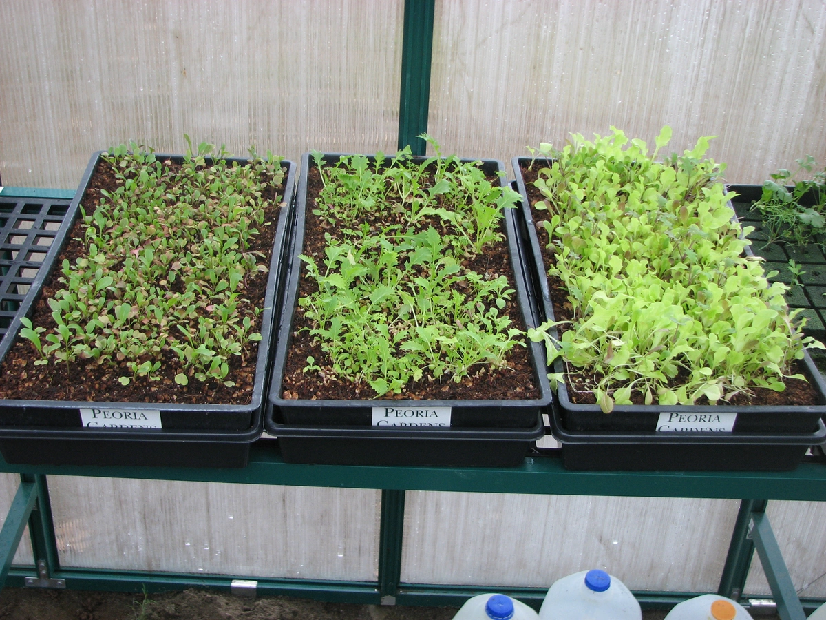 Growing Microgreens During The Winter Months