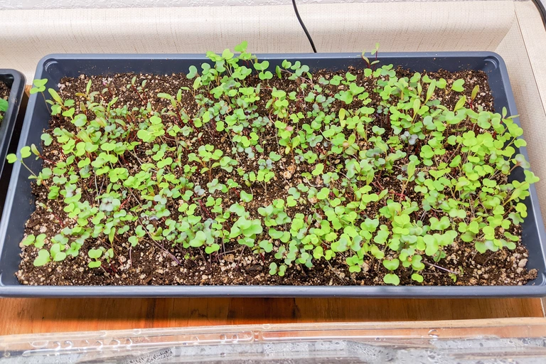 Microgreens can be grown indoors any time of the year.