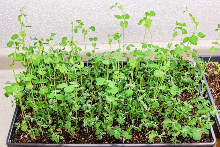 Pea shoots are a delicious addition to salads and sandwiches.