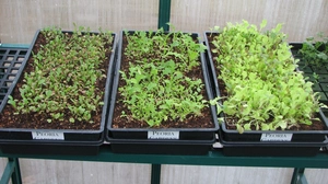 Microgreens growing in coco coir.