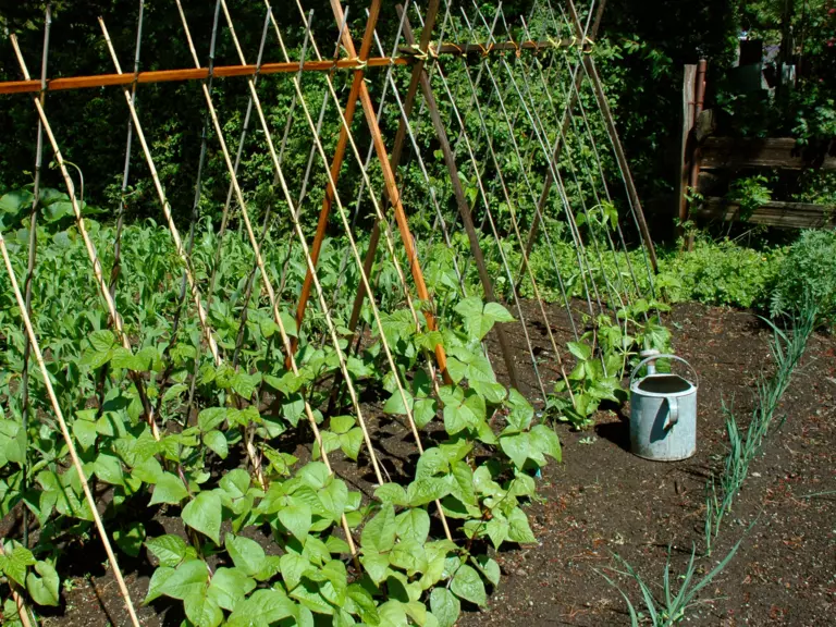 Beans growing on poles in a sunny part of the garden.