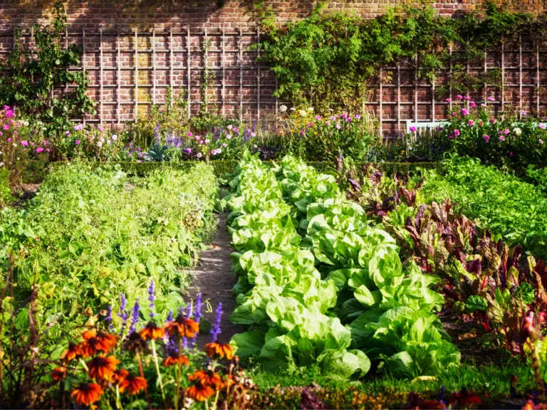  A brick wall providing heat and a wind block in this vegetable garden.
