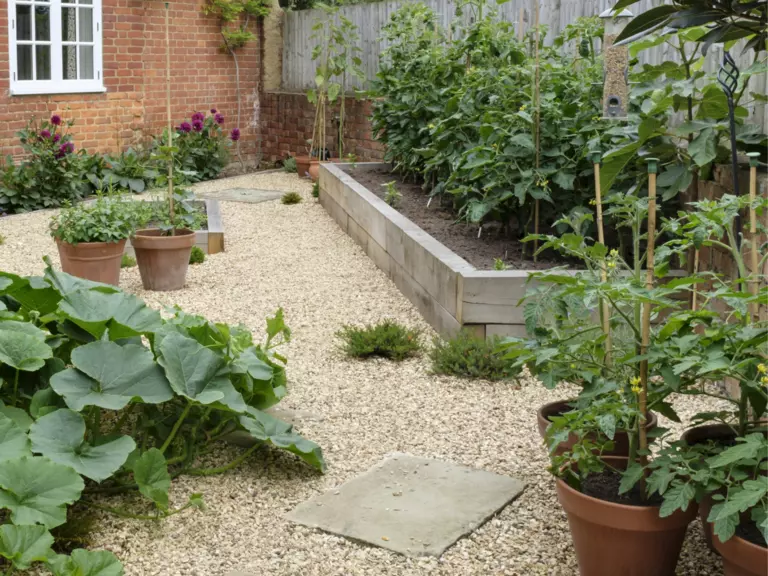 Kitchen garden made with walls and gravel to absorb heat.