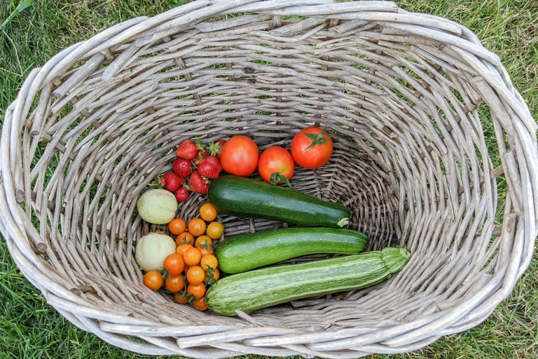 Early summer harvest of tomatoes, zucchini, cucmbers, and strawberries.