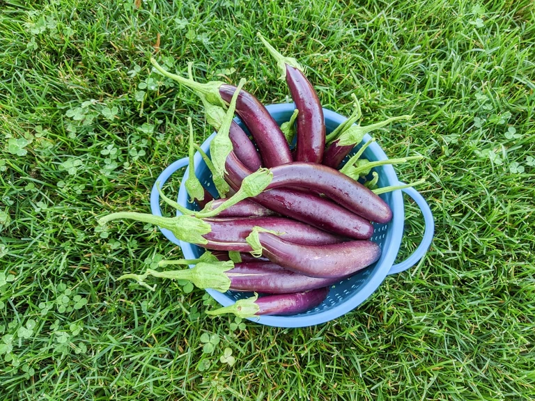 Eggplant harvest of our favorite variety, Ichiban.