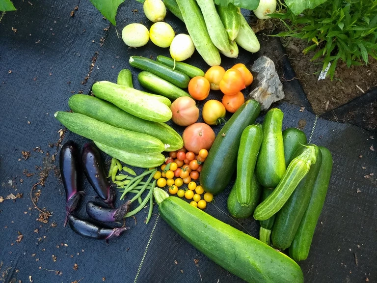 Morning harvest of cucmbers, zucchini, eggplant, and tomatoes.