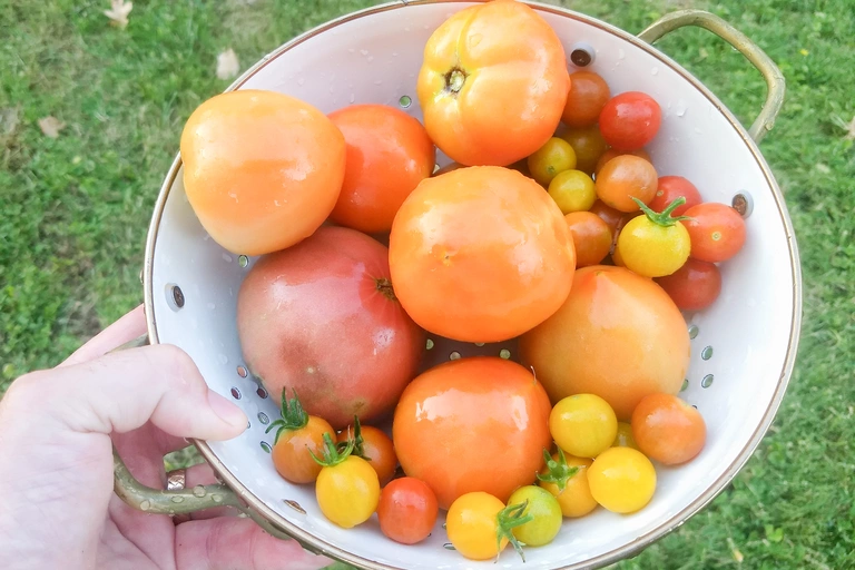 Morning harvest of tomatoes.